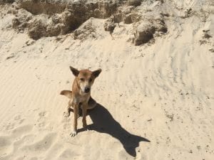 dingo on fraser island