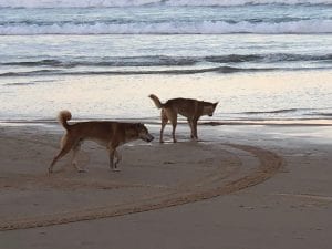 dingoes on the beach