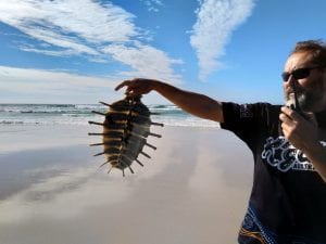 Turtle Shell Skeleton