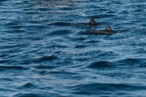 dolphins around fraser island