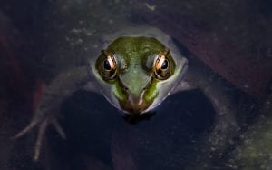 acid frog on fraser island