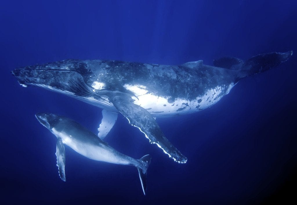 Whales 1024x707