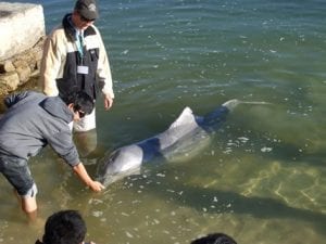 Feeding Dolphins Tin Can Bay