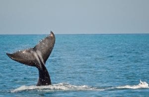 Whale Watching, Blue Dolphin Tours Hervey Bay