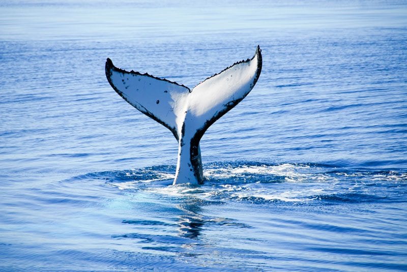 Fraser Island Tours Whale Watching Tour 4
