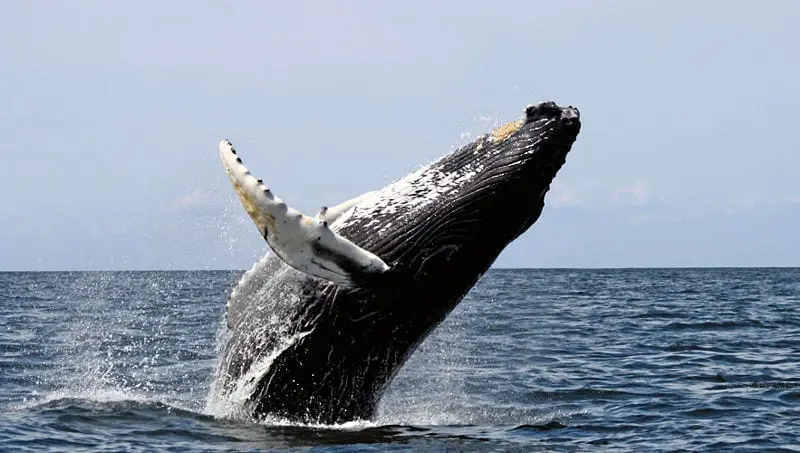 Humpback whale in Moby Dick Chapter 32 Summary