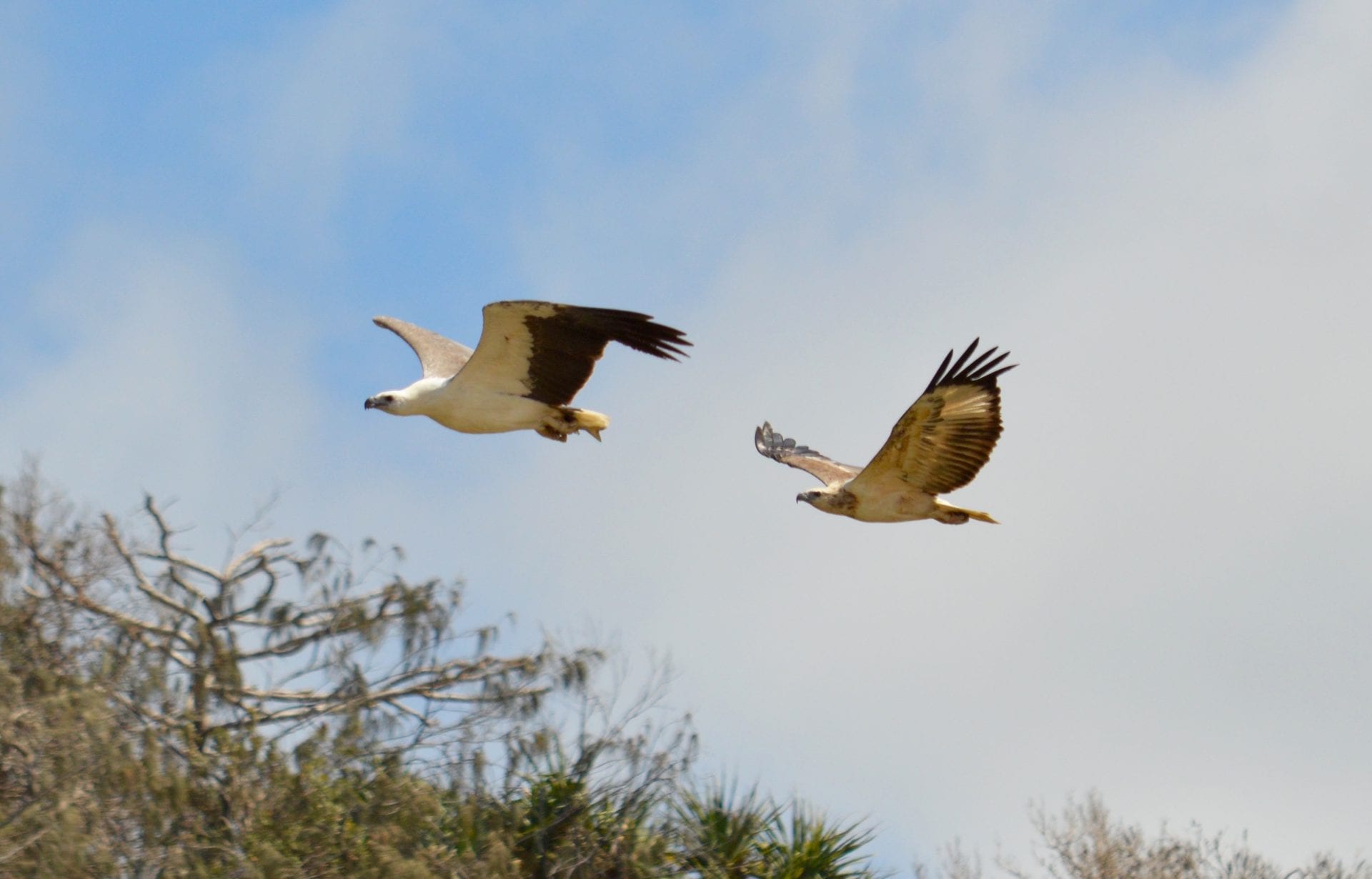 Drop Bear Adventures Fraser Island