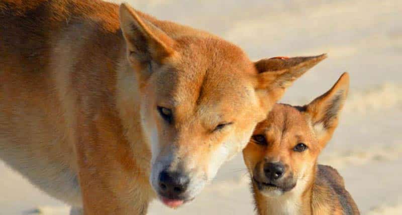 Fraser Island dingo