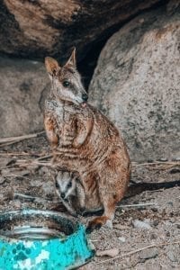 Wildlife on magnetic island