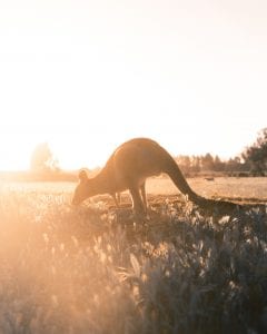 australian wildlife