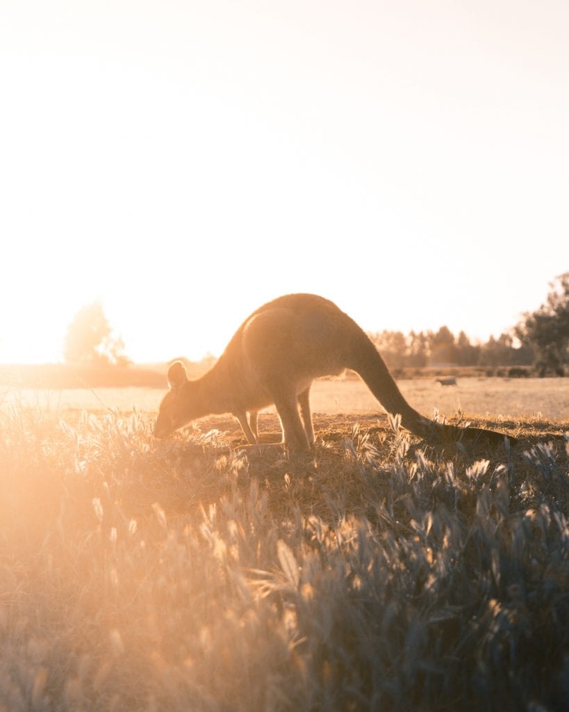 australian wildlife