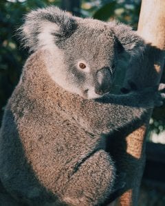 Koala in a tree