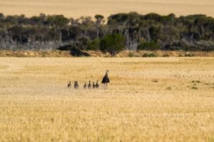 family of emu's