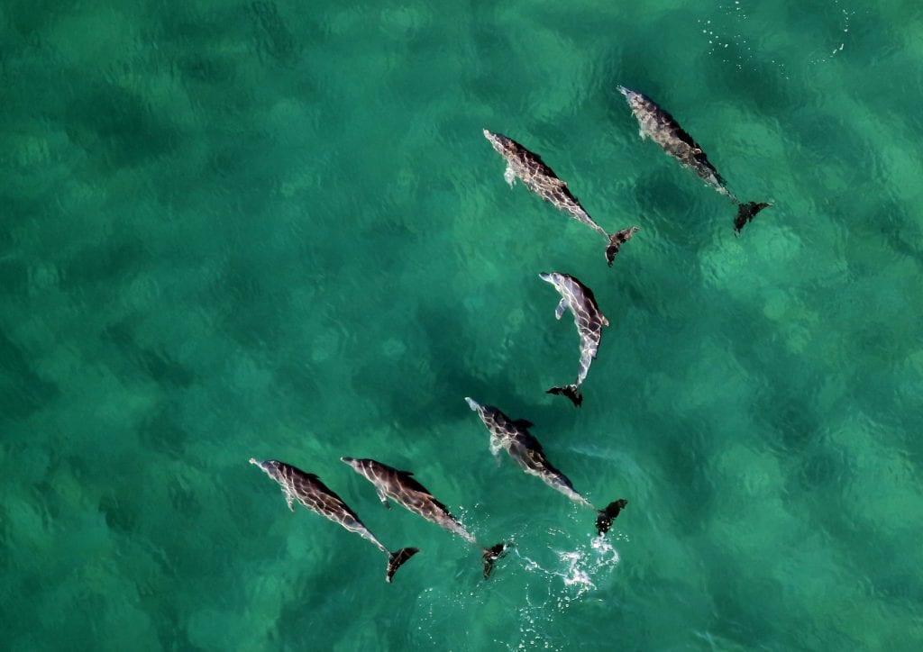 dolphins