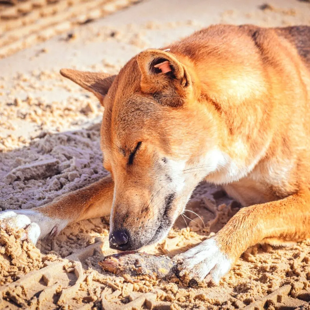 The Australian dingo: to be respected, at a distance