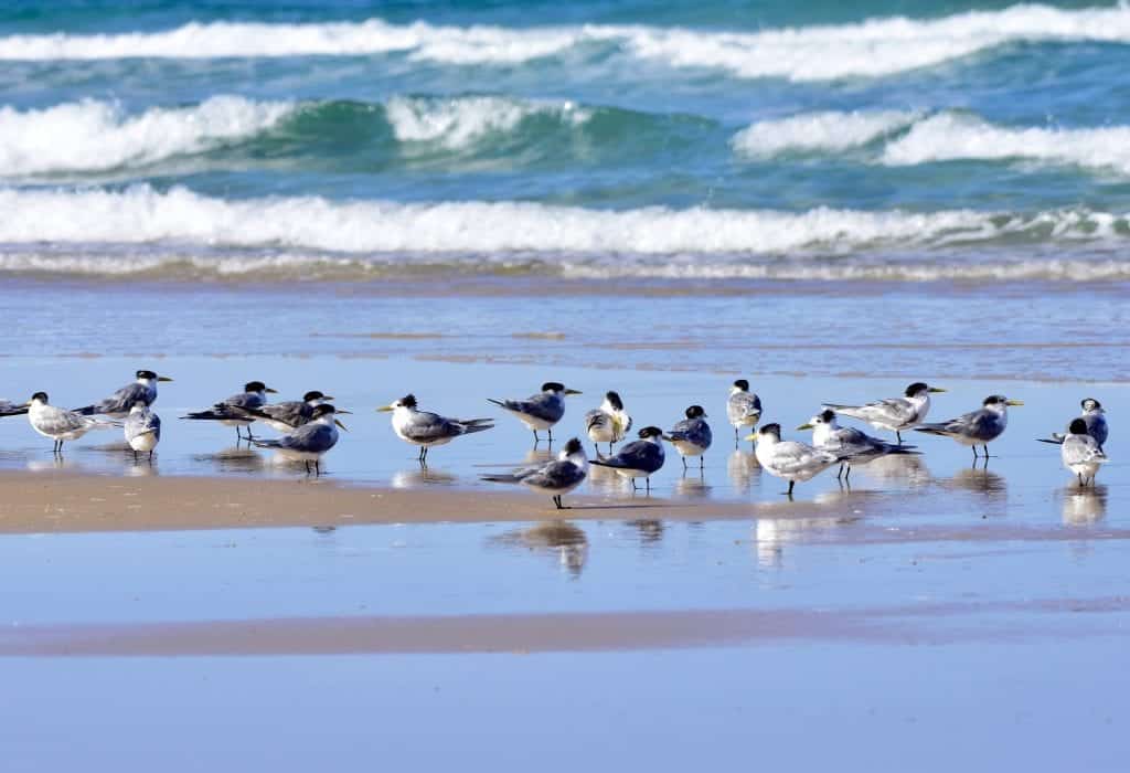 Crested Terns Flock