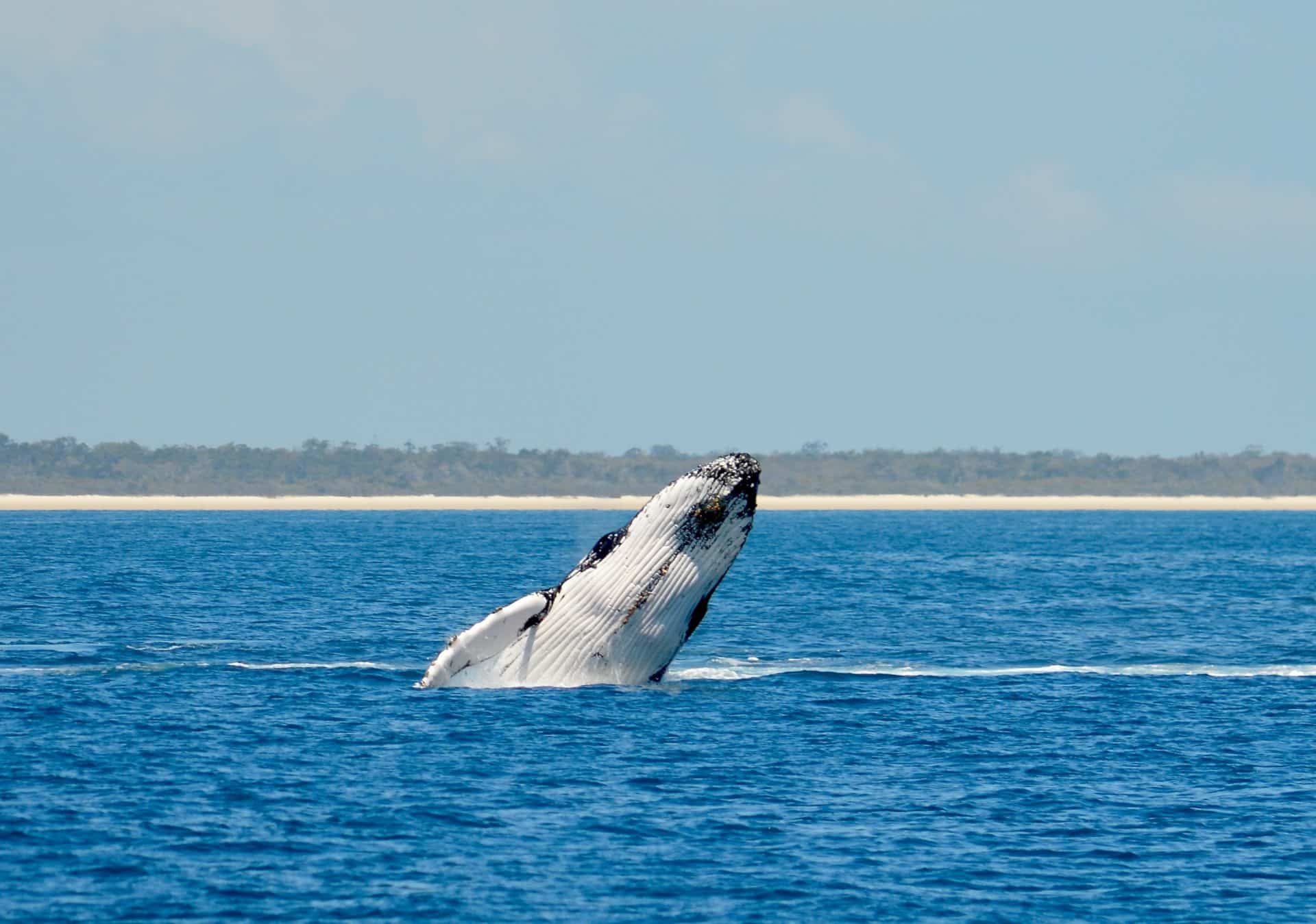 Whale Watching, Blue Dolphin Tours Hervey Bay