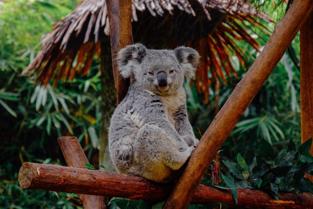 koala_in_the_wild_rainforest