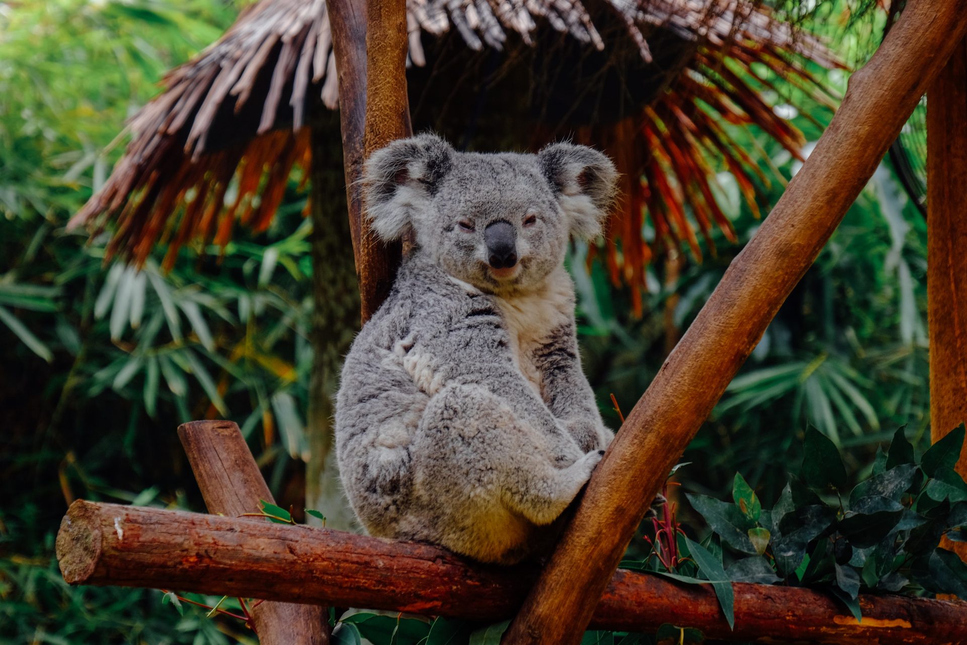 koala_in_the_wild_rainforest