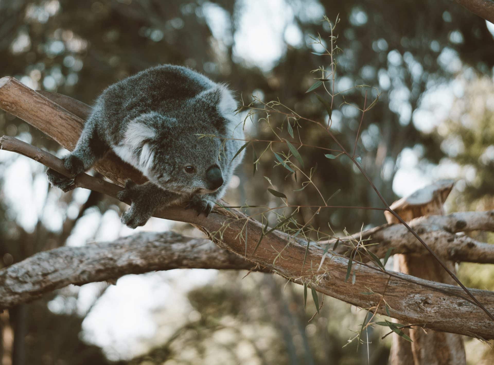 Koala Small