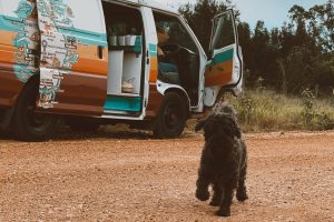 australia pet travel