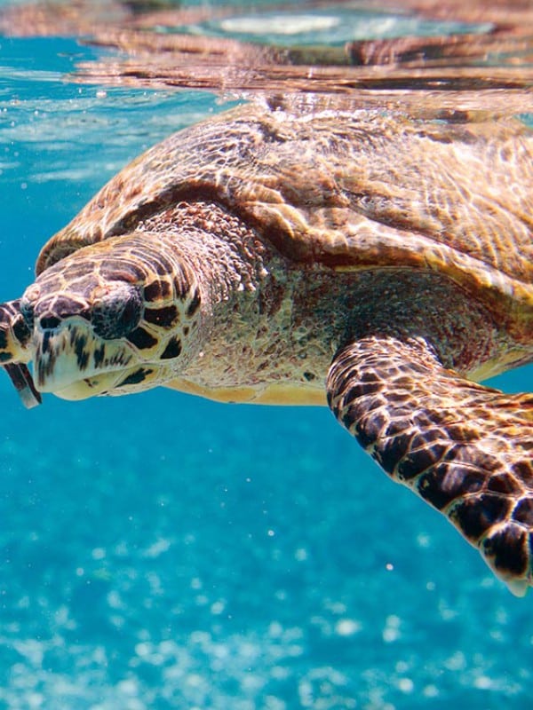 Milbi Sea Turtle Hvb Eco Marine Tours Lg