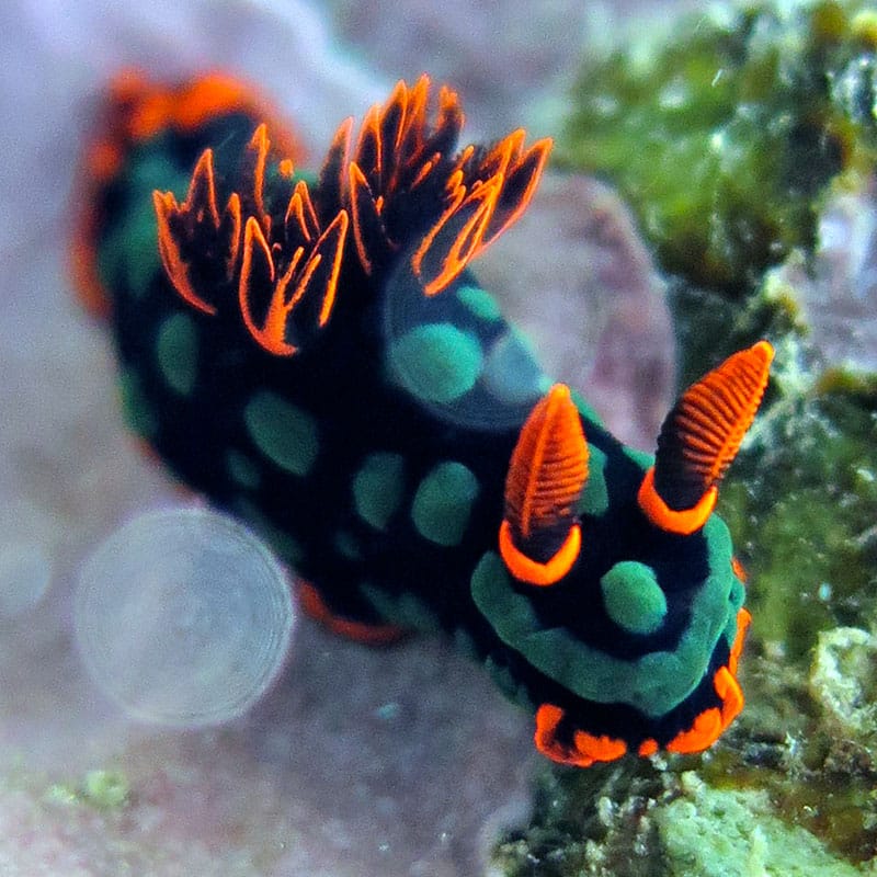 Nudibranch