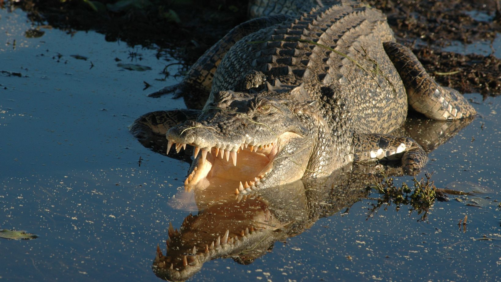 crocodile