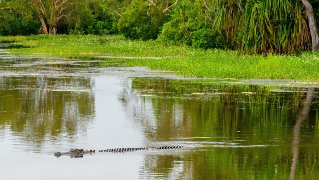 croc in water