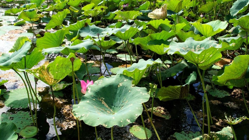 water lillies