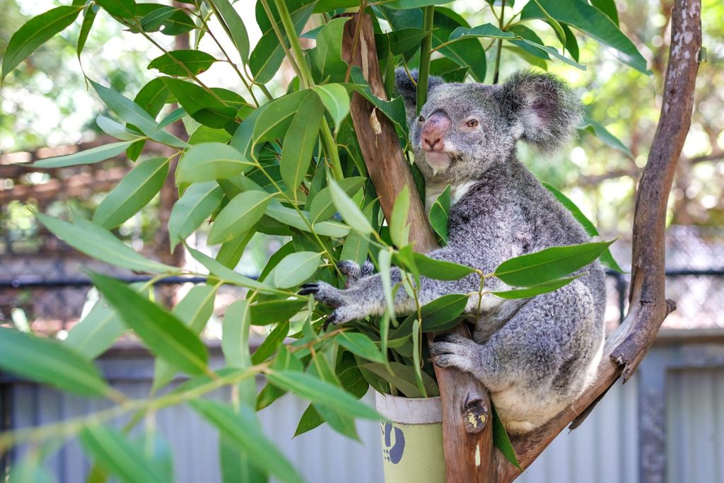 Web Banner Selina Magneticisland Breakfastwithkoalas 04 2023 Photographer Maurorisch 005