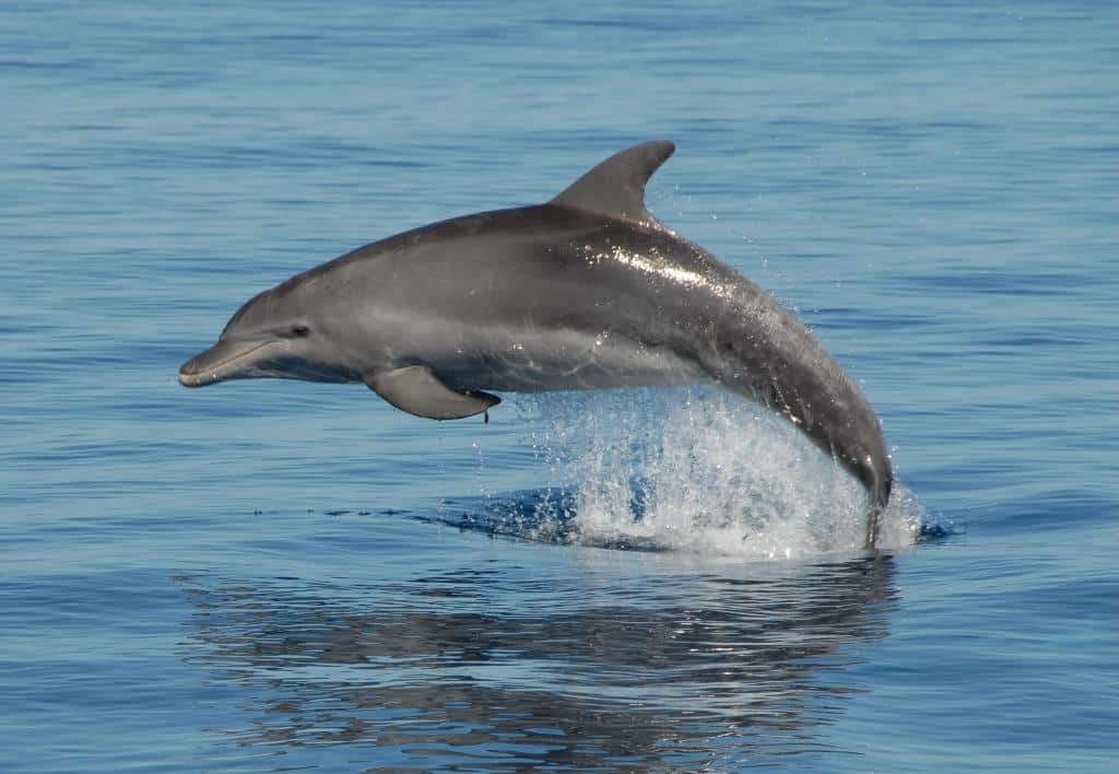 Bottlenose Dolphin