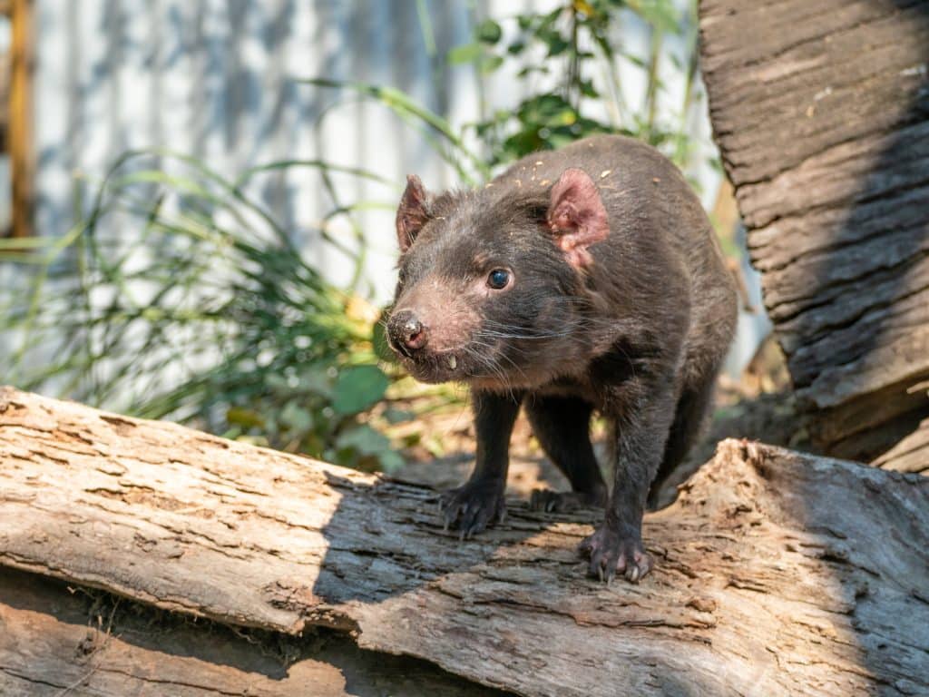 Tasmanian Devil At Lone Pine Koala Sanctuary