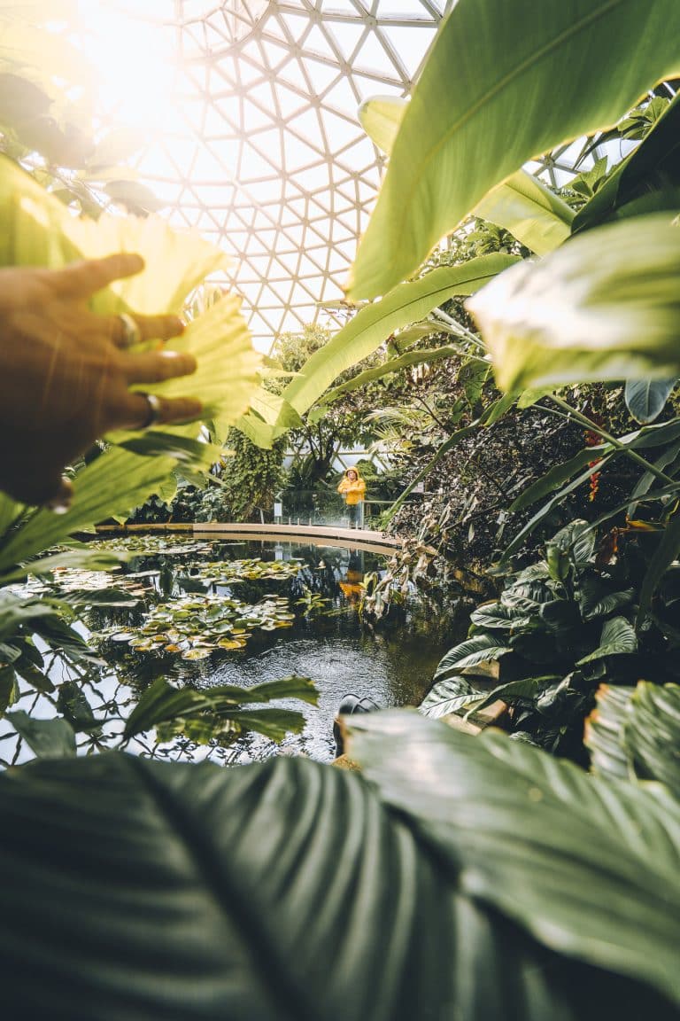 Tropic Dome At Brisbane Botanic Gardens