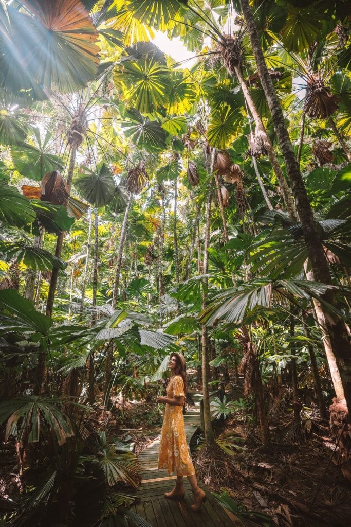 Daintree Fan Palm Farm