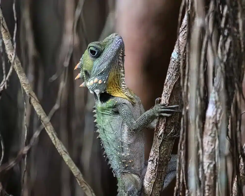 Boyds Forest Dragon