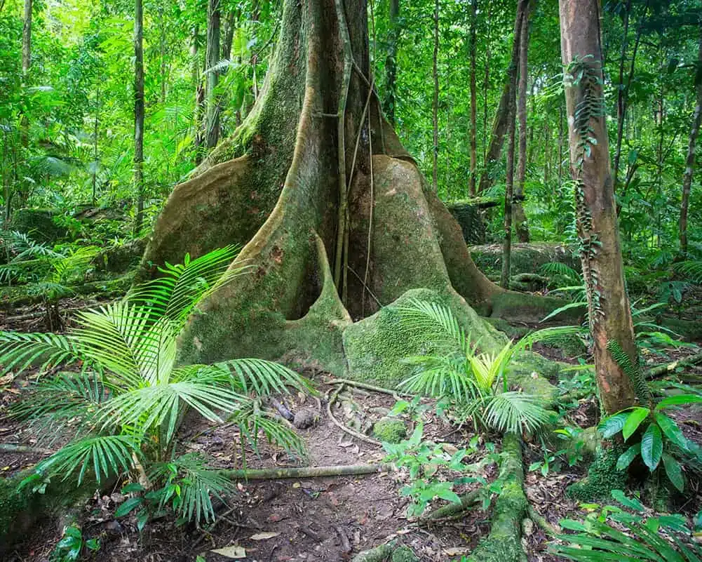 Buttress Roots Mossman Gorge