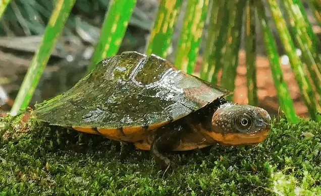 Saw Shelled Turtle Back Country Bliss Adventures