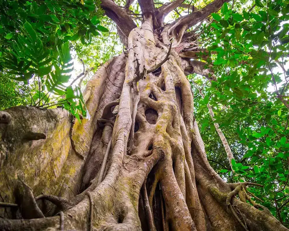 Strangler Fig 1000