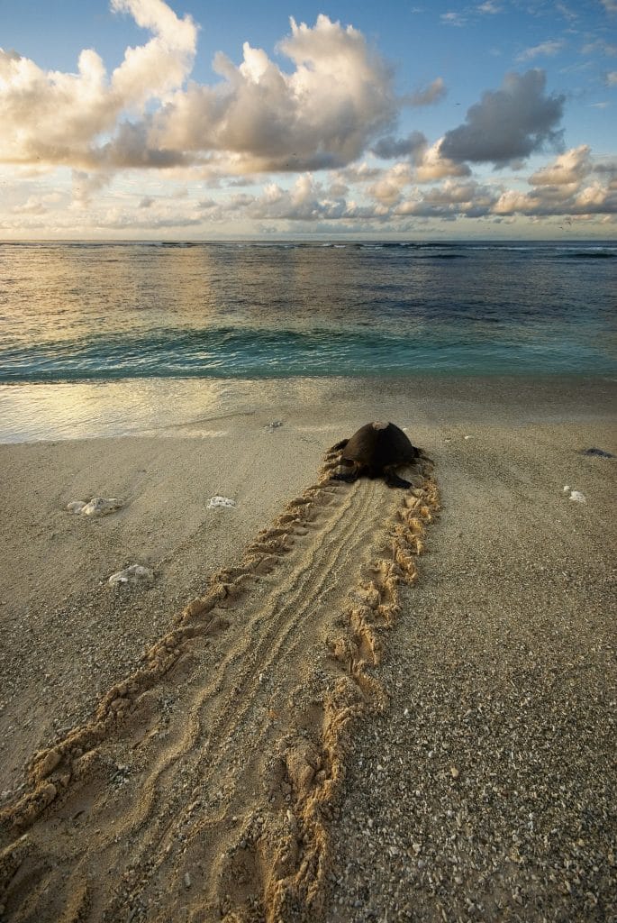 Green Turtle Heading For Water