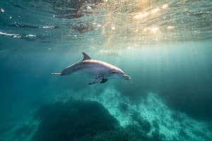 Lady Elliot Island