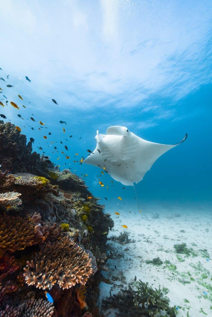 Lady Elliot Island