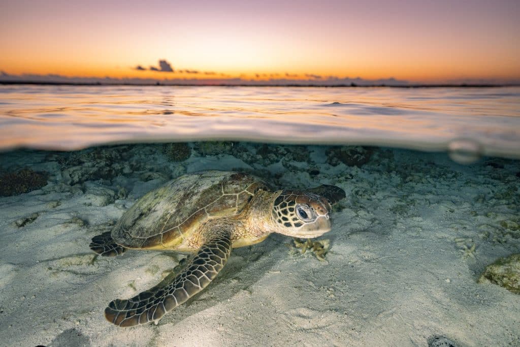 Lady Elliot Island