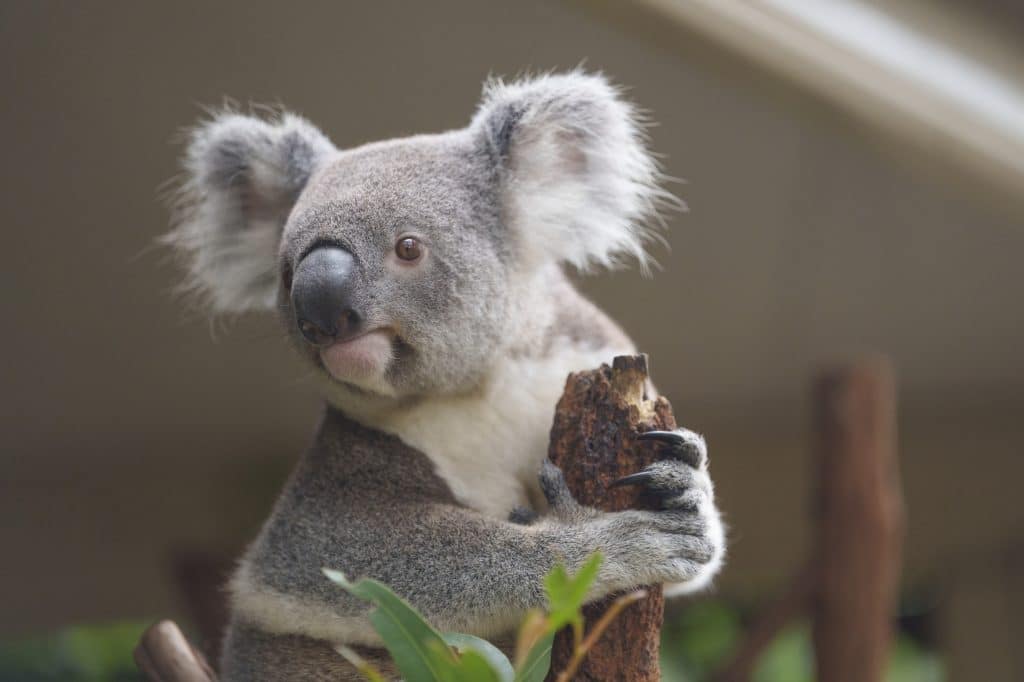 Lone Pine Koala Sanctuary