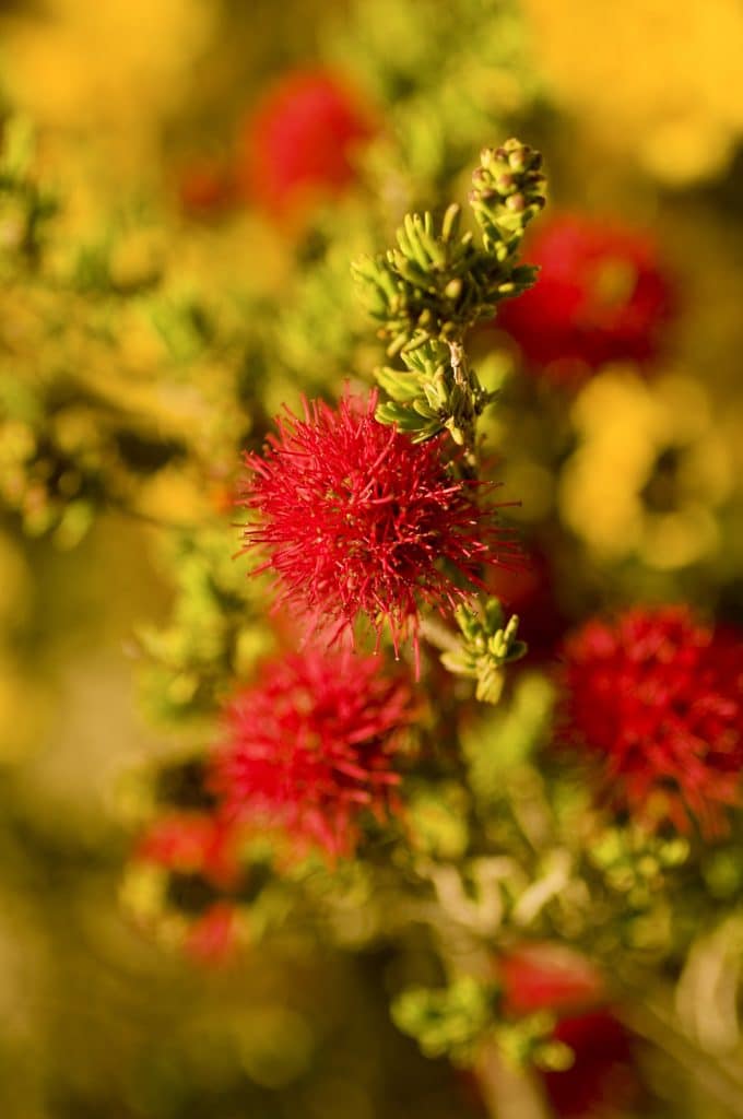 Bottlebrush (beaufortia) Wildflower, Found Near Hyden