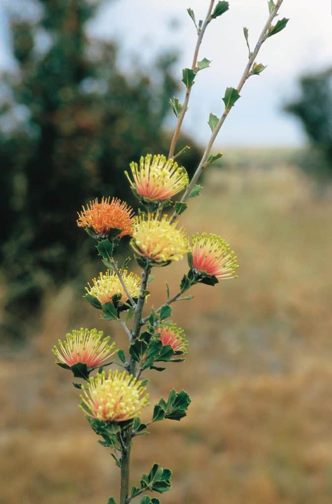 Banksia Cuneata, Found Near Hyden