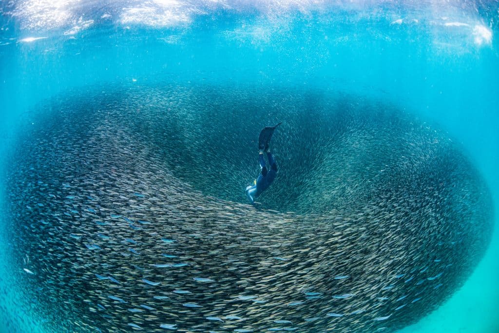 Shoal Of Fish, Ningaloo Reef