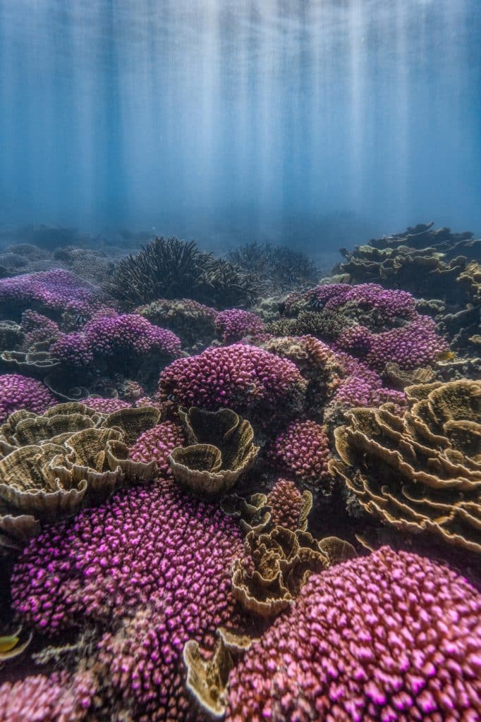 Ningaloo Reef, Coral Bay