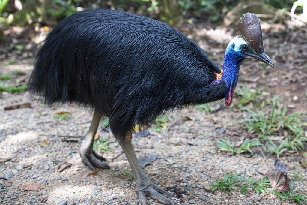 Cassowary