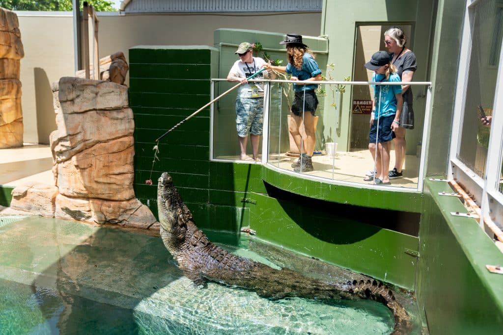 Working At Crocosaurus Cove